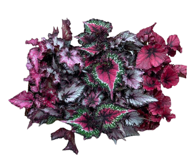 Rex-Rhizo Begonia Assortment
